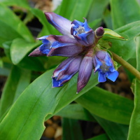 Gentiana gracilipes